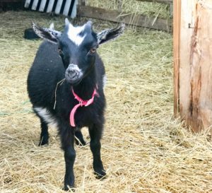 Many-Hands-Farm-goat